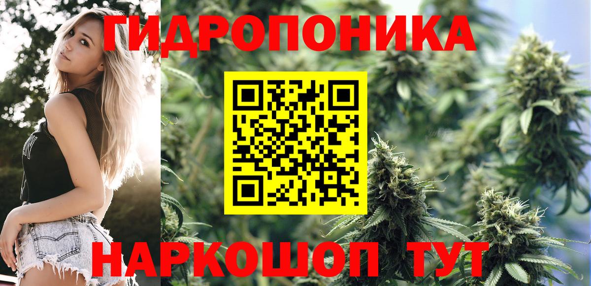 Шишки марихуана план  Шишки марихуана ГИДРОПОН  Бошки марихуана Ganja  Вход с VPN  Новозыбков  Марихуана SATIVA & INDICA 